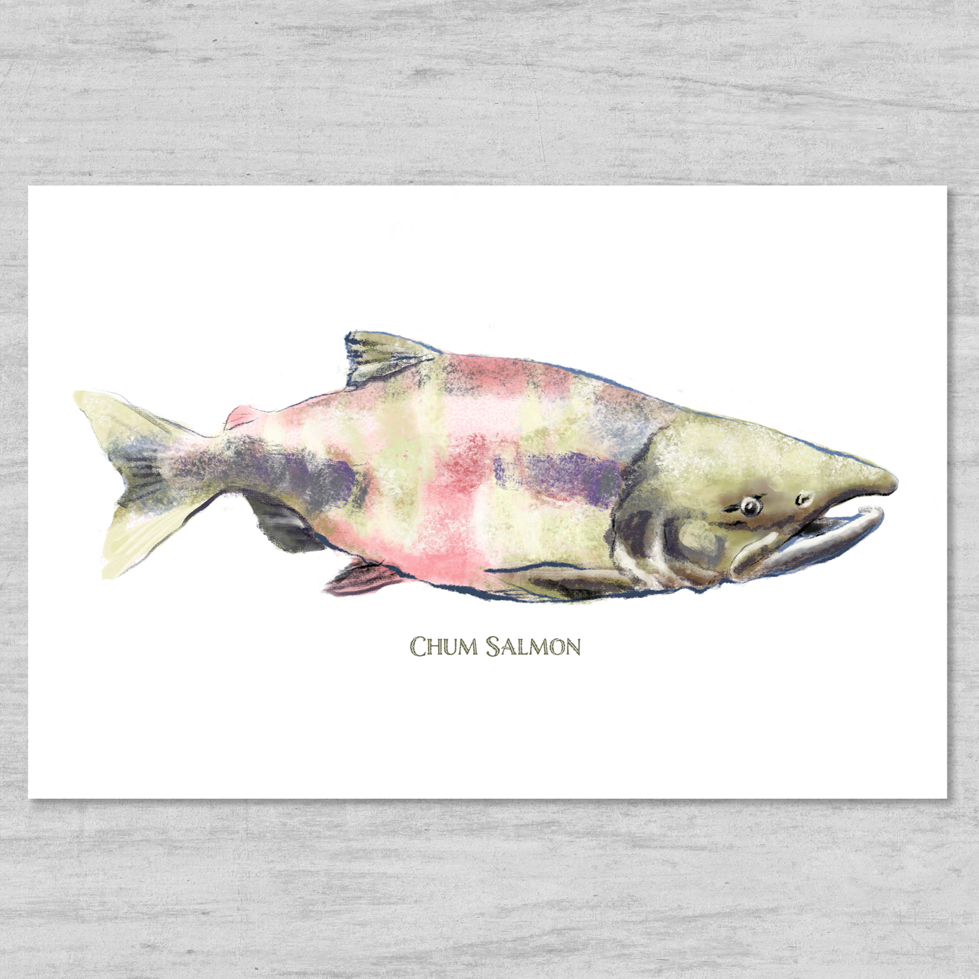 https://www.janjohnstonartworks.com/cdn/shop/products/Chum-salmon-watercolor-print_2000x2000.png?v=1683905002